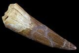 Fossil Plesiosaur (Zarafasaura) Tooth - Morocco #107713-1